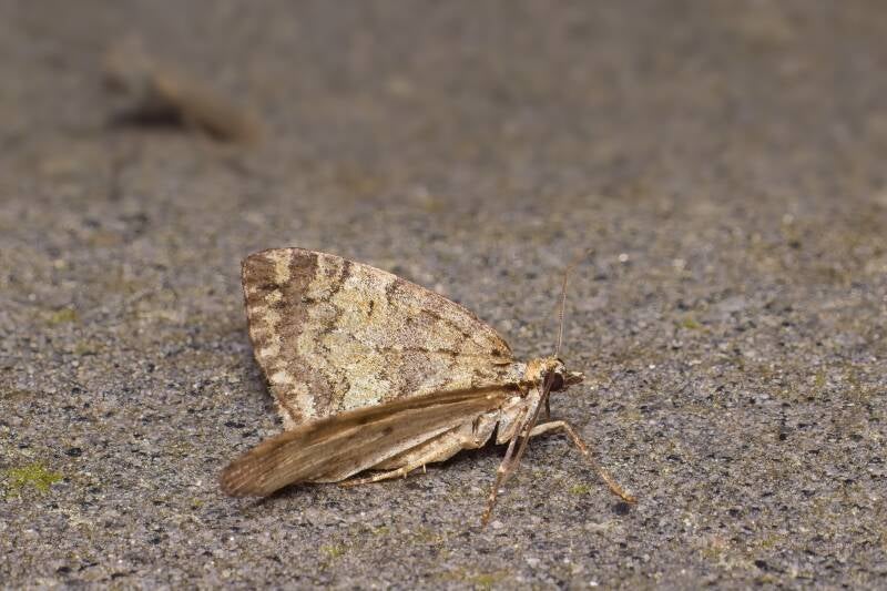 WINTER MOTH (OPEROPHTERA BRUMATA) - Kleine wintervlinder