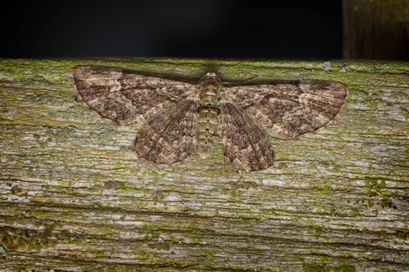 WINTER MOTH (OPEROPHTERA BRUMATA) - Kleine wintervlinder