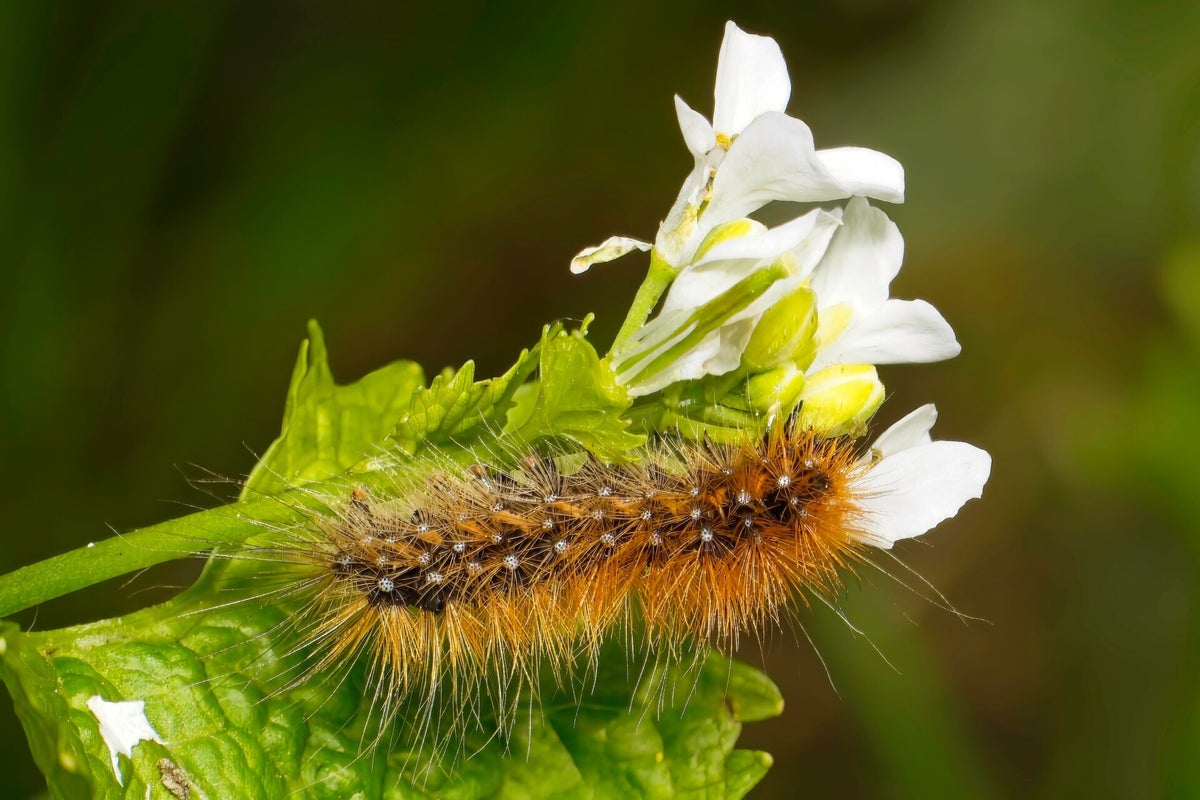 Rupsen / Insecten | Natuurfotografie
