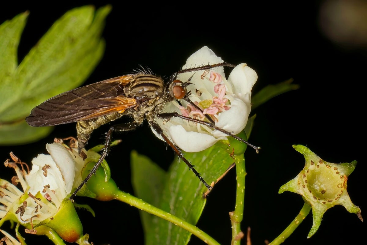 Vliegen / Insecten | Natuurfotografie