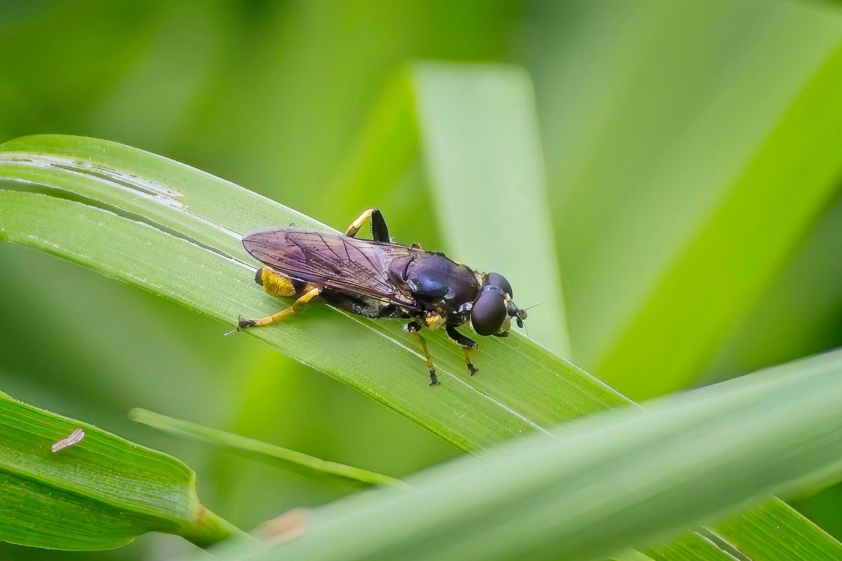 Vliegen Insect Vliegen / Insecten | Natuurfotografie