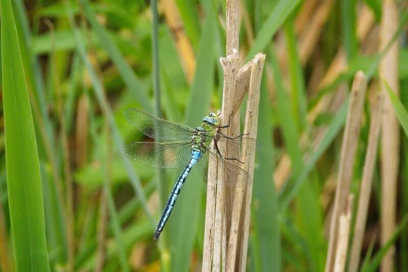 COMMON WINTER DAMSEL (SYMPECMA FUSCA) - Bruine winterjuffer