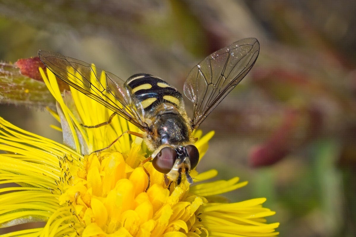 Vliegen Insect Vliegen / Insecten | Natuurfotografie