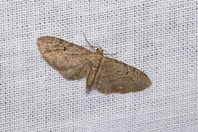 WINTER MOTH (OPEROPHTERA BRUMATA) - Kleine wintervlinder