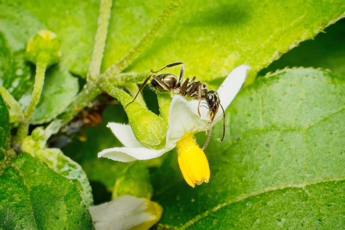 Bijen, wespen en mieren / Foto's | Insecten Fotograferen