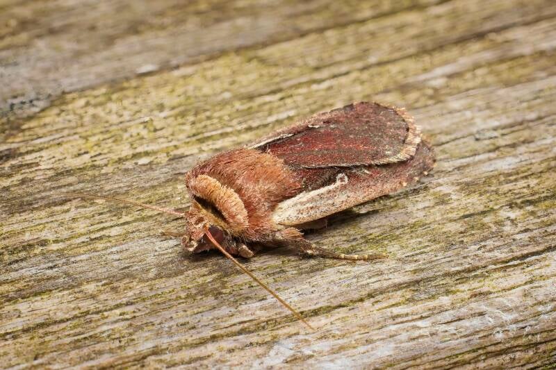 WINTER MOTH (OPEROPHTERA BRUMATA) - Kleine wintervlinder