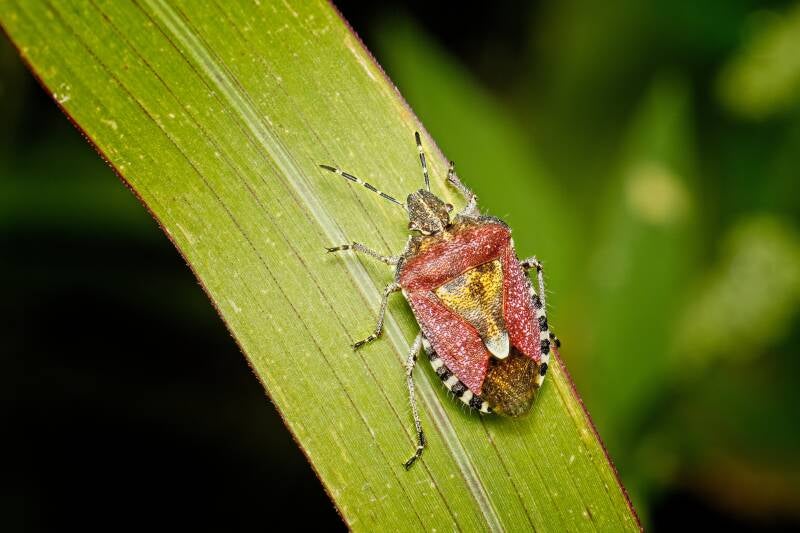 HAWTHORN SHIELD BUG (ACANTHOSOMA HAEMORRHOIDALE) - Meidoornkielwants