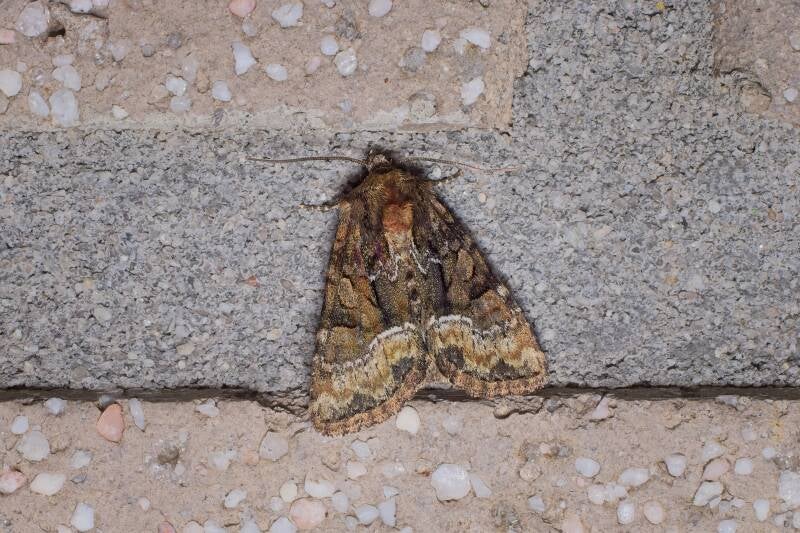 WINTER MOTH (OPEROPHTERA BRUMATA) - Kleine wintervlinder