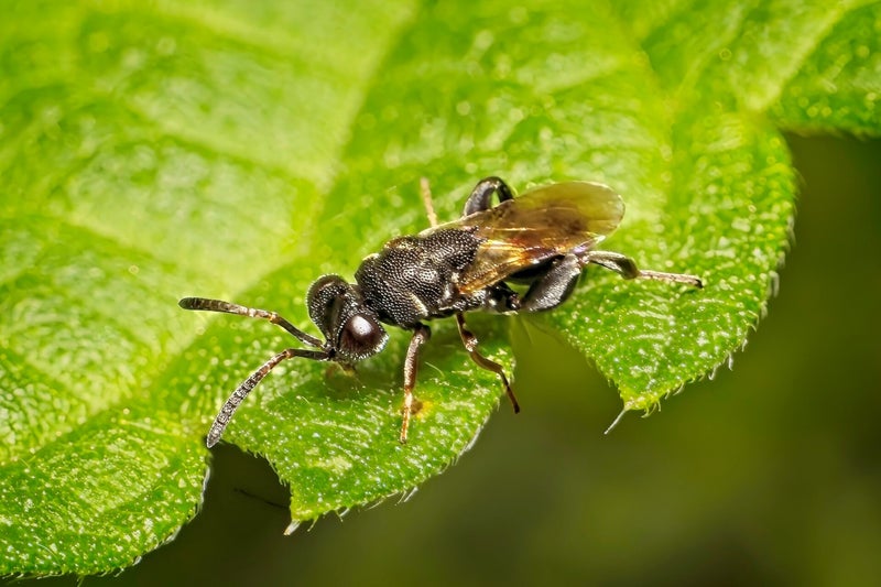 Ophion Obscuratus