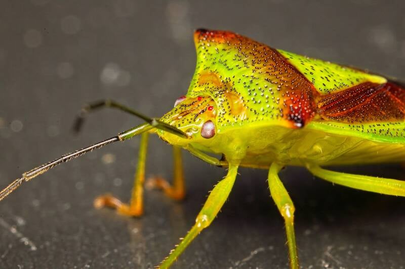 HAWTHORN SHIELD BUG (ACANTHOSOMA HAEMORRHOIDALE) - Meidoornkielwants