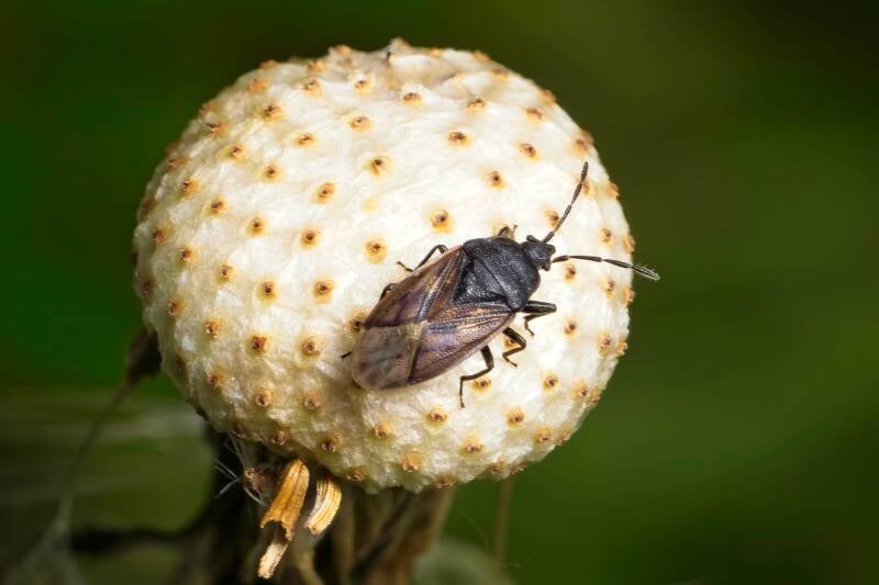 HAWTHORN SHIELD BUG (ACANTHOSOMA HAEMORRHOIDALE) - Meidoornkielwants