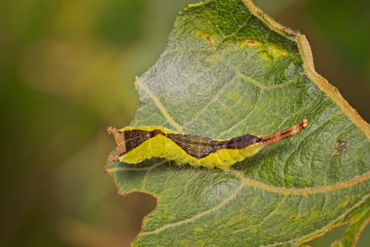 Rupsen / Insecten | Natuurfotografie