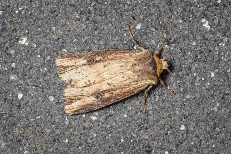 WINTER MOTH (OPEROPHTERA BRUMATA) - Kleine wintervlinder