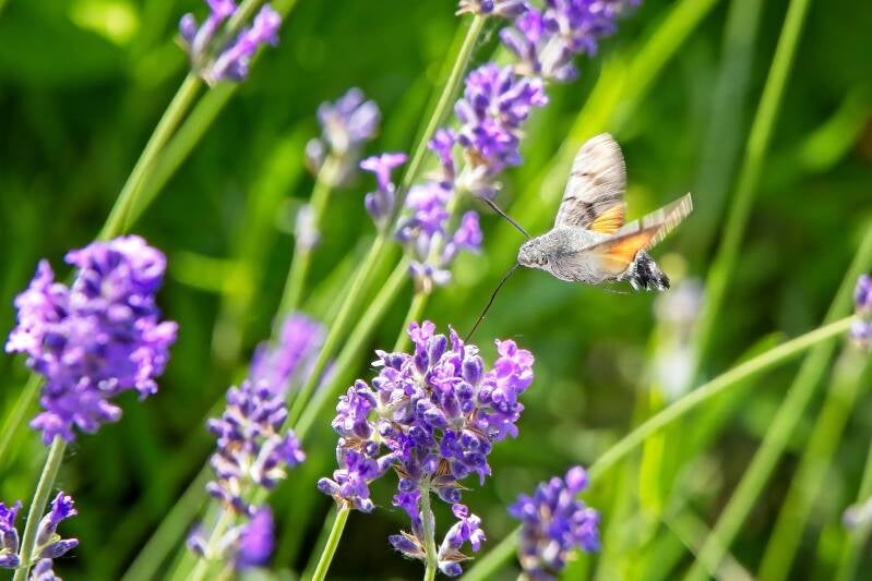 HUMMING-BIRD HAWK MOTH (MACROGLOSSUM STELLATARUM) - Kolibrievlinder