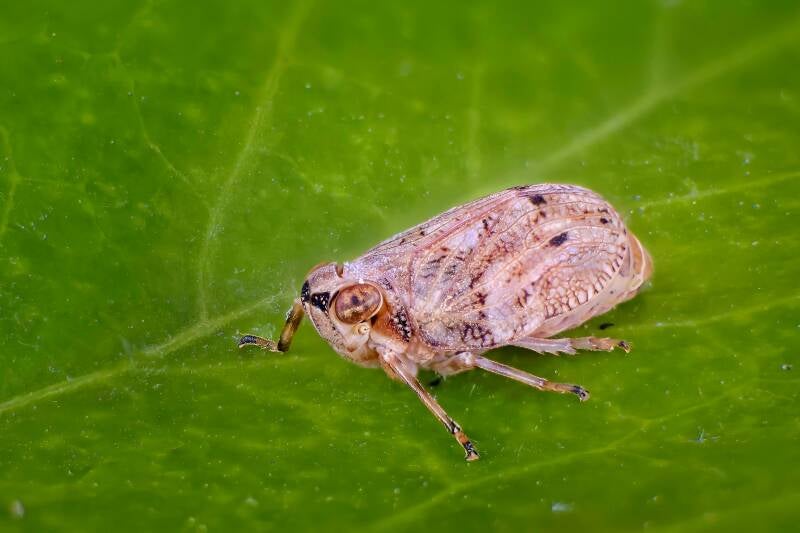 HAWTHORN SHIELD BUG (ACANTHOSOMA HAEMORRHOIDALE) - Meidoornkielwants
