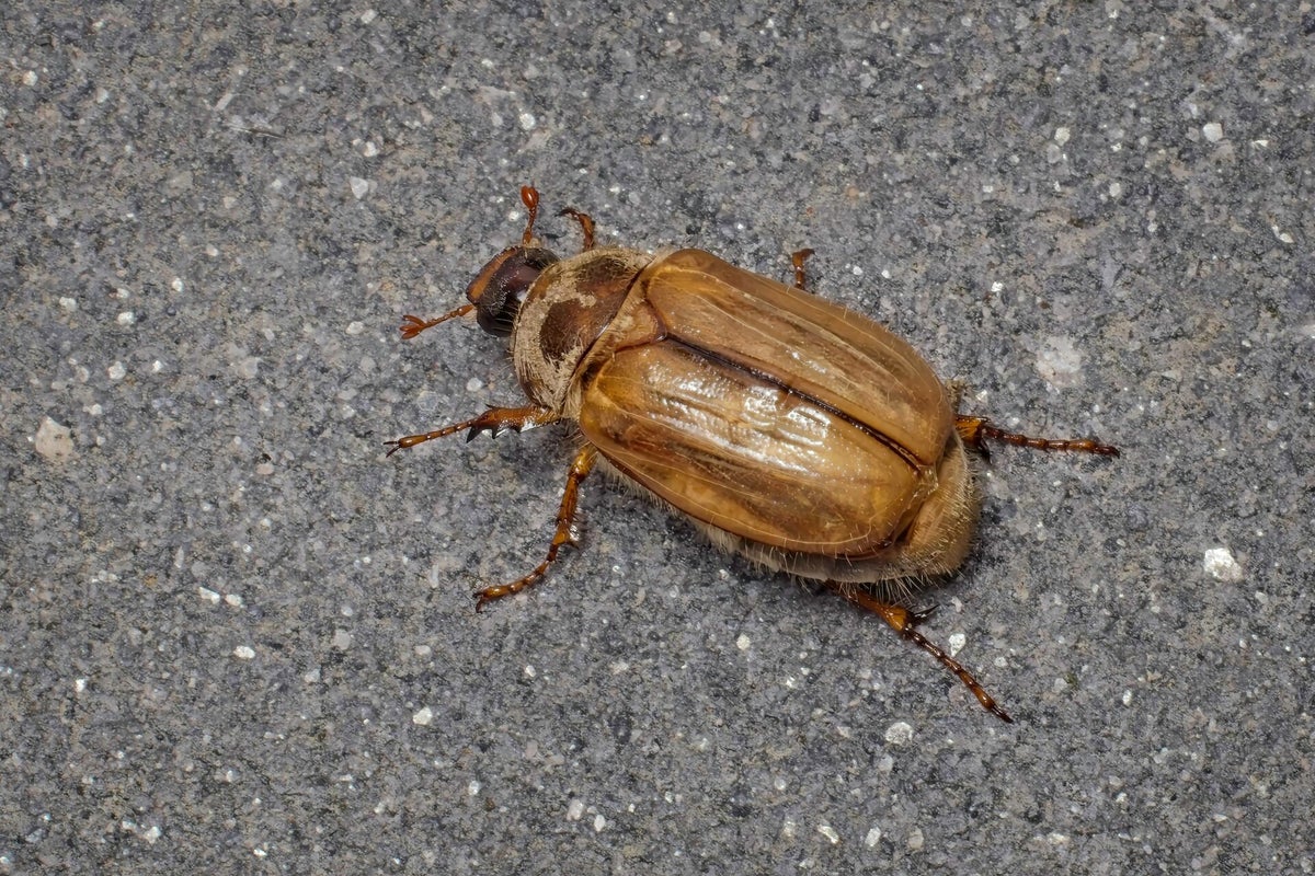 Kevers / Insecten | Natuurfotografie