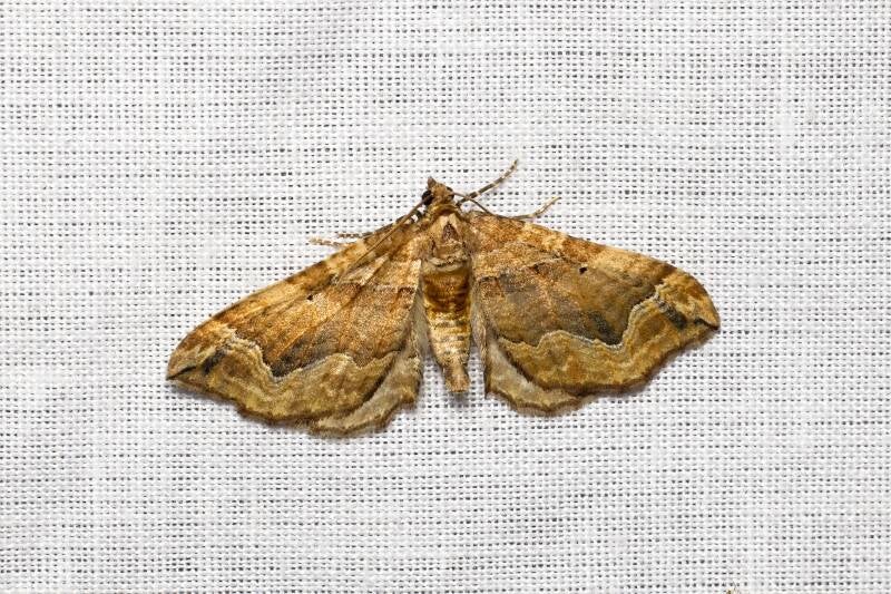 WINTER MOTH (OPEROPHTERA BRUMATA) - Kleine wintervlinder