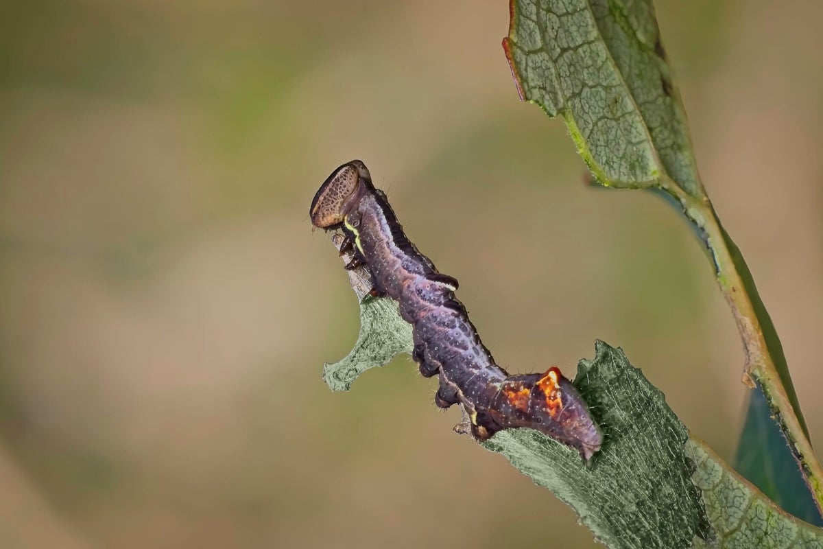 Rupsen / Insecten | Natuurfotografie