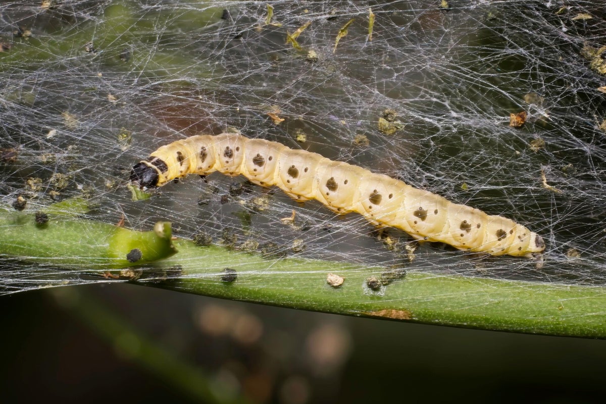 Rupsen / Insecten | Natuurfotografie