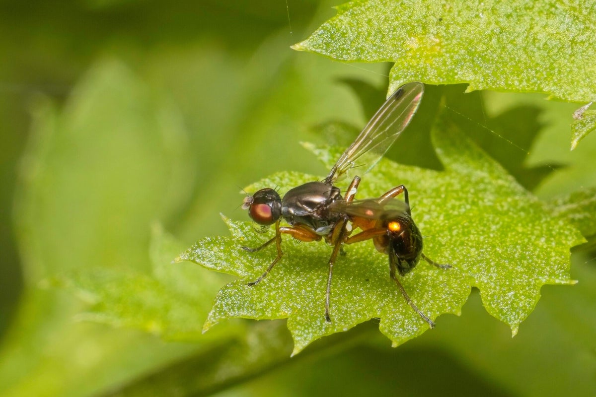 Vliegen / Insecten | Natuurfotografie