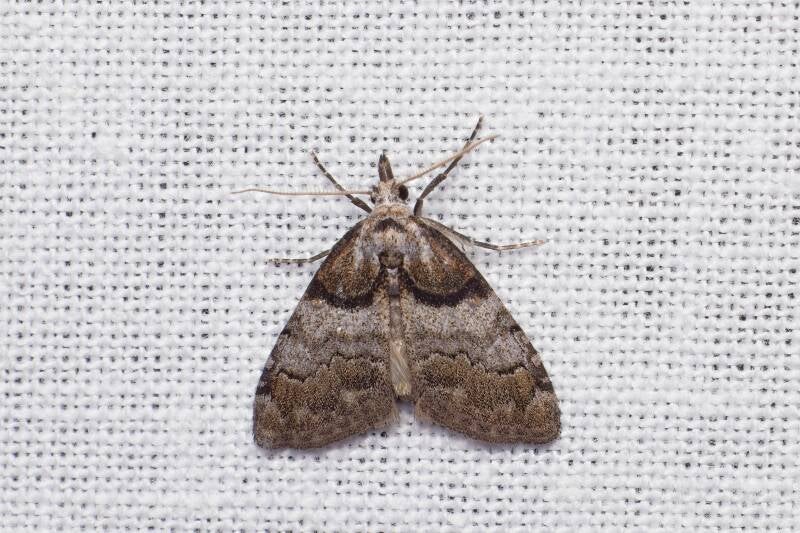 WINTER MOTH (OPEROPHTERA BRUMATA) - Kleine wintervlinder