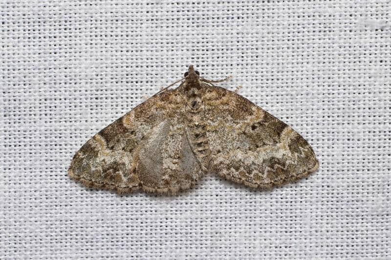 WINTER MOTH (OPEROPHTERA BRUMATA) - Kleine wintervlinder