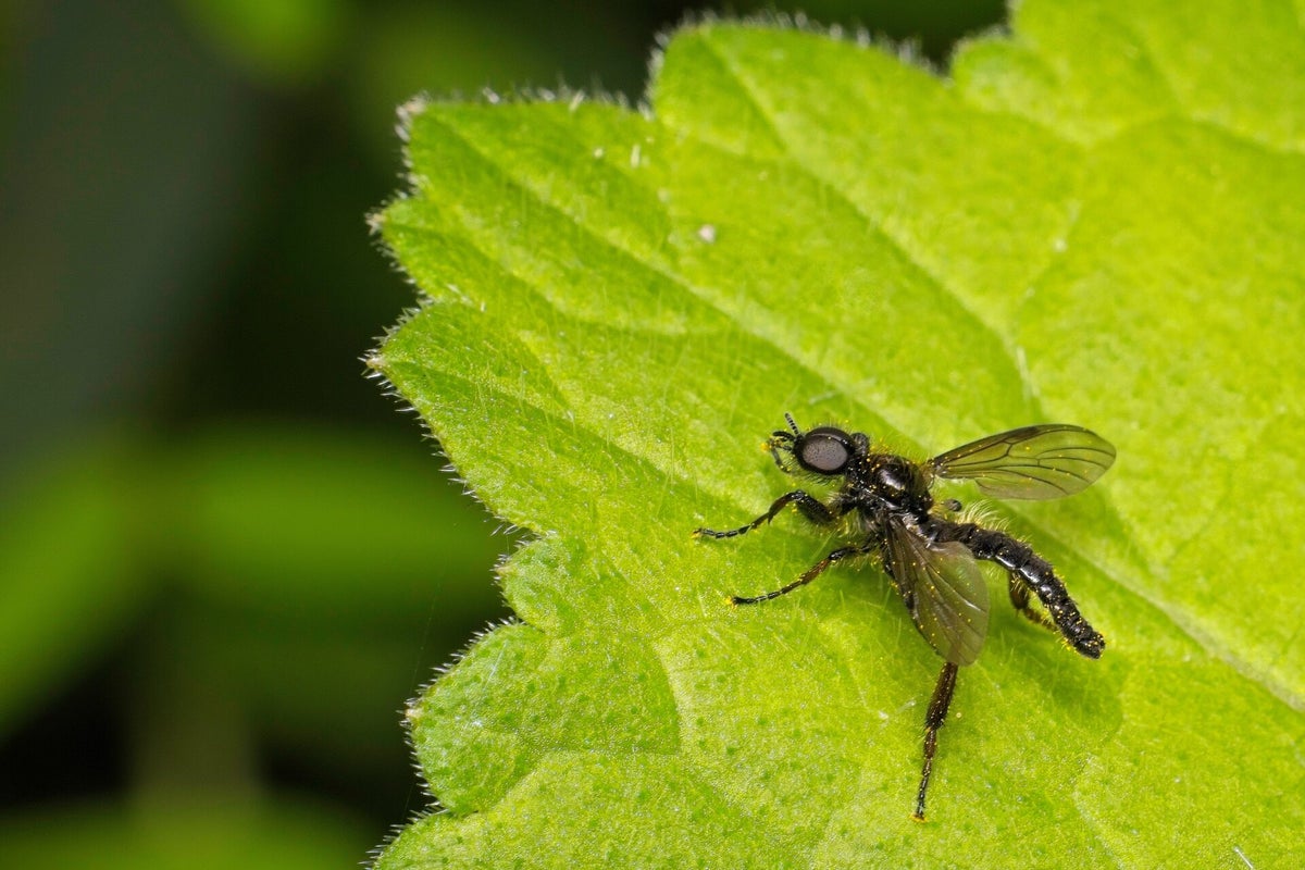 Vliegen / Insecten | Natuurfotografie