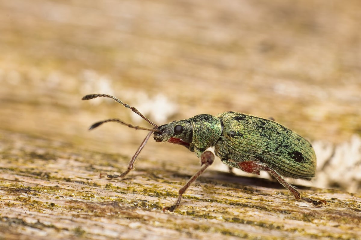 Kevers / Insecten | Natuurfotografie