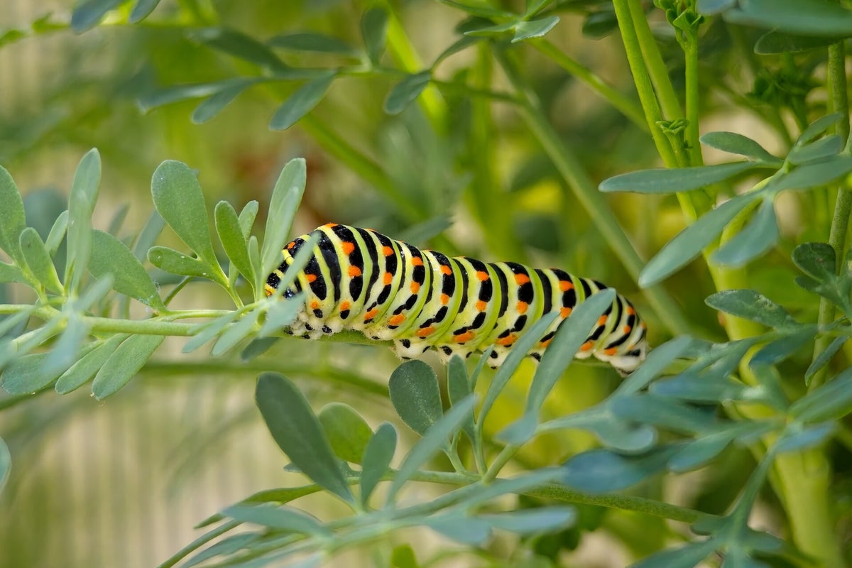 Rupsen / Insecten | Natuurfotografie