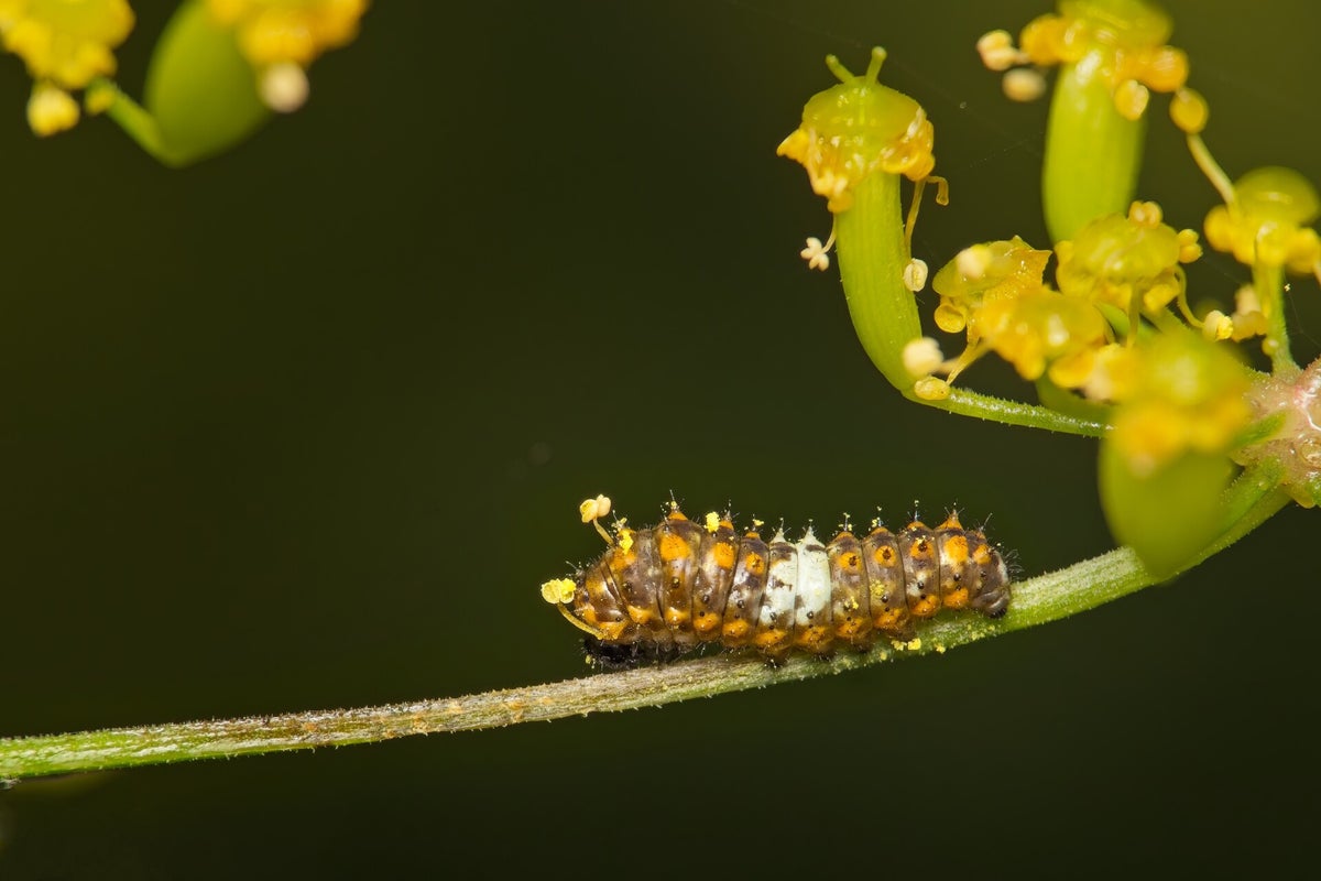 Rupsen / Insecten | Natuurfotografie