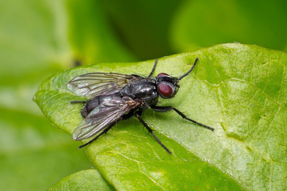Vliegen / Insecten | Natuurfotografie