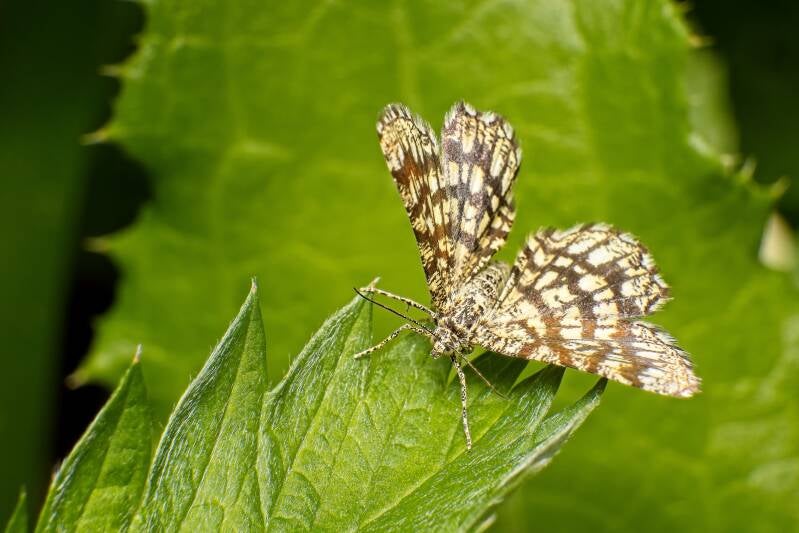 LATTICED HEATH (CHIASMIA CLATHRATA) - Klaverspanner