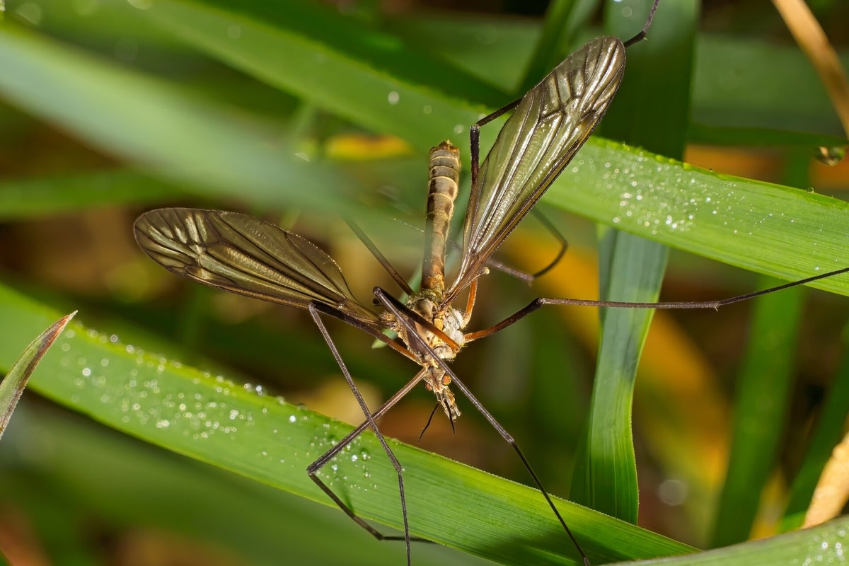 Vliegen Insect Vliegen / Insecten | Natuurfotografie