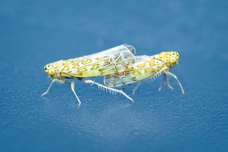 HAWTHORN SHIELD BUG (ACANTHOSOMA HAEMORRHOIDALE) - Meidoornkielwants