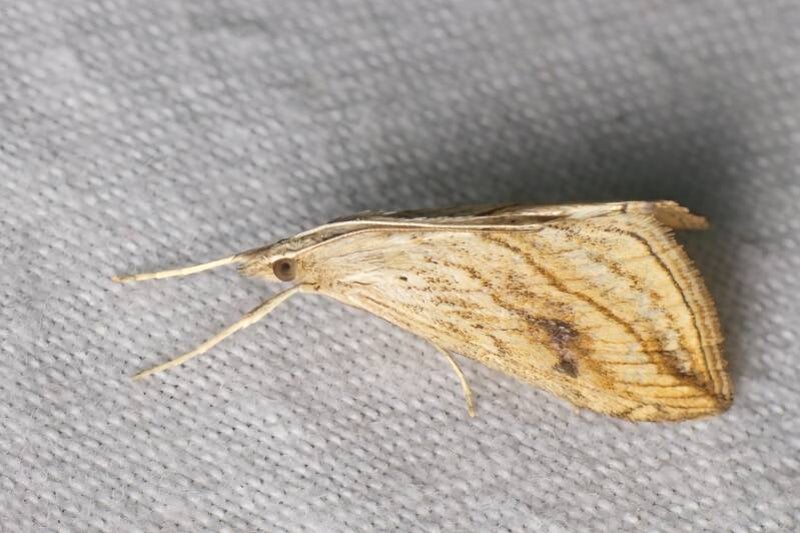WINTER MOTH (OPEROPHTERA BRUMATA) - Kleine wintervlinder