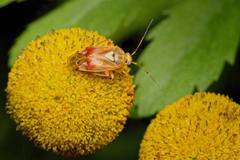HAWTHORN SHIELD BUG (ACANTHOSOMA HAEMORRHOIDALE) - Meidoornkielwants