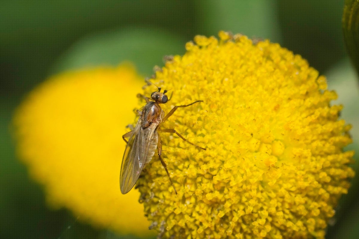 Vliegen Insect Vliegen / Insecten | Natuurfotografie
