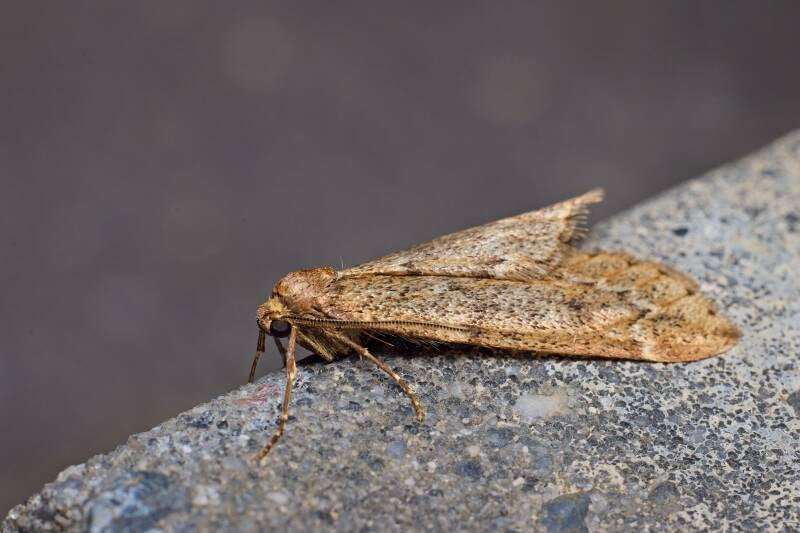 WINTER MOTH (OPEROPHTERA BRUMATA) - Kleine wintervlinder