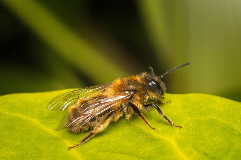 Ophion Obscuratus