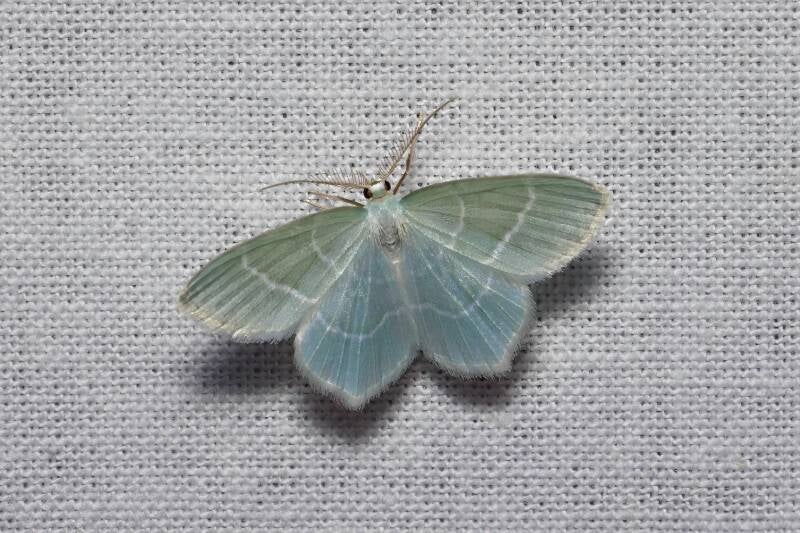 WINTER MOTH (OPEROPHTERA BRUMATA) - Kleine wintervlinder
