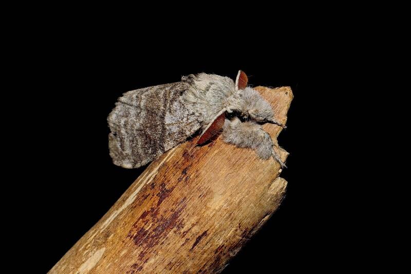 WINTER MOTH (OPEROPHTERA BRUMATA) - Kleine wintervlinder