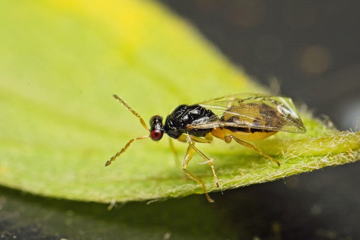 Bijen, wespen en mieren / Insecten | Natuurfotografie