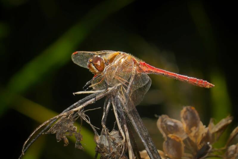 MOUSTACHED DARTER (SYMPETRUM VULGATUM) - Steenrode heidelibel
