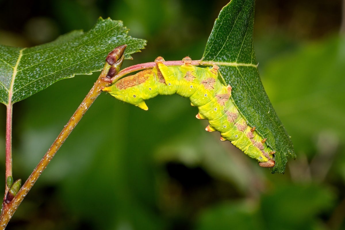 Rupsen / Insecten | Natuurfotografie