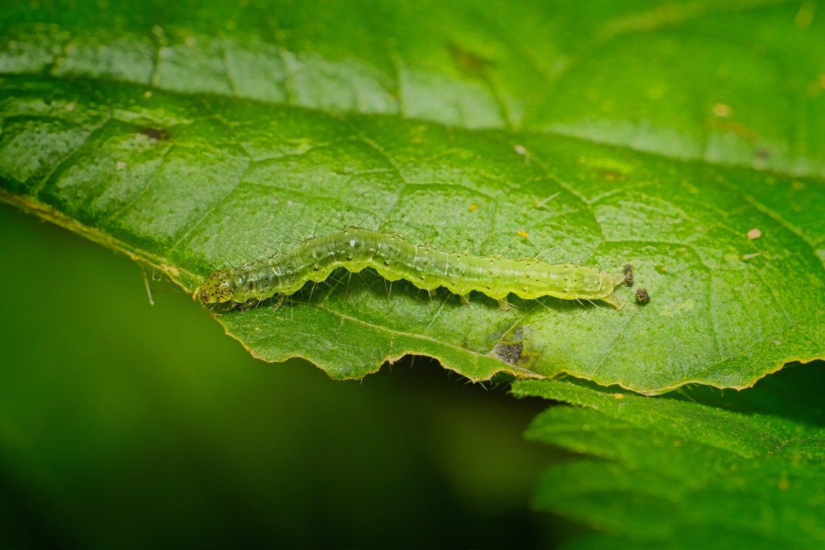Rupsen / Insecten | Natuurfotografie