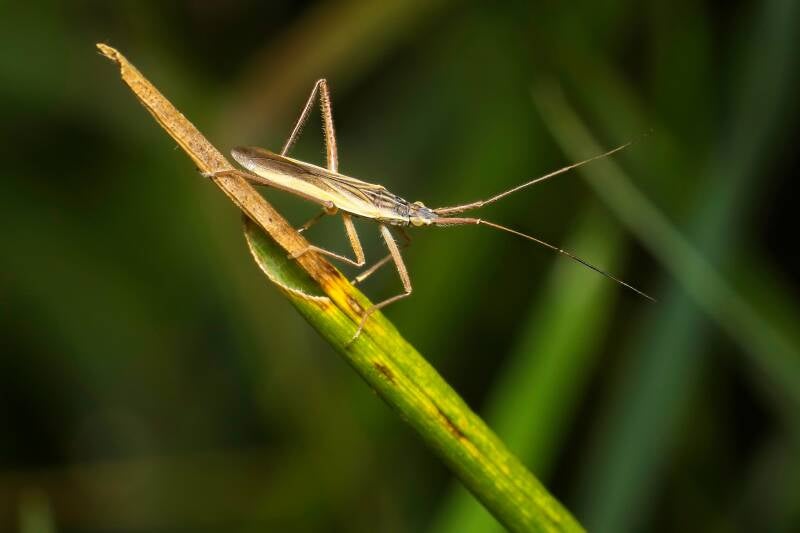 HAWTHORN SHIELD BUG (ACANTHOSOMA HAEMORRHOIDALE) - Meidoornkielwants