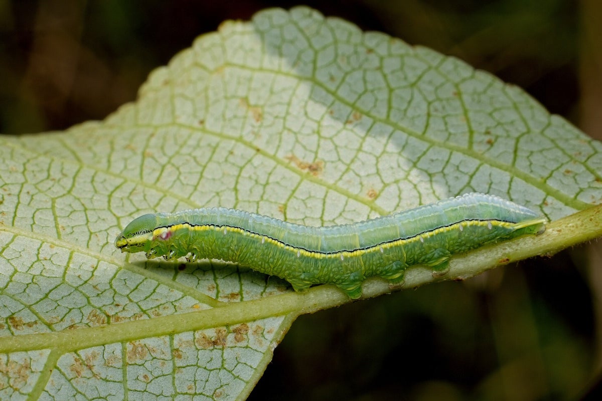 Hooby Rupsen Rupsen / Insecten | Natuurfotografie