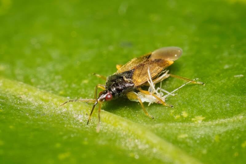 HAWTHORN SHIELD BUG (ACANTHOSOMA HAEMORRHOIDALE) - Meidoornkielwants