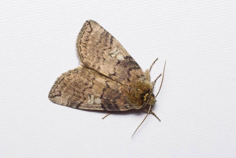 WINTER MOTH (OPEROPHTERA BRUMATA) - Kleine wintervlinder
