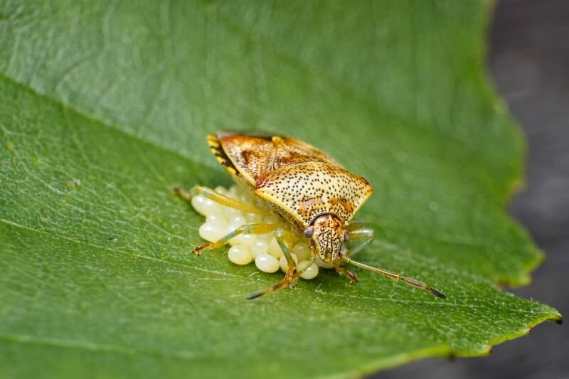 HAWTHORN SHIELD BUG (ACANTHOSOMA HAEMORRHOIDALE) - Meidoornkielwants